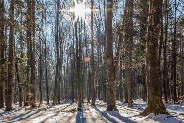 Ağaçlı ve güneş ışınlı kış ormanının dikey bir resmi.