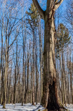Kış ormanındaki yaşlı ağaç