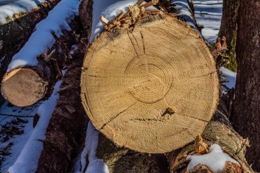 Karda kesilmiş kütükler yığını