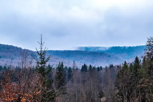 Ağaçlar ve ormanlarla dolu güzel bir manzara.