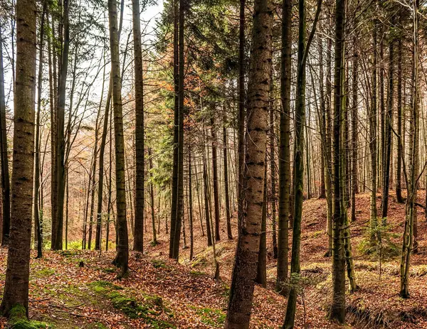 Sonbaharda ağaçlar ve yapraklarla dolu bir orman