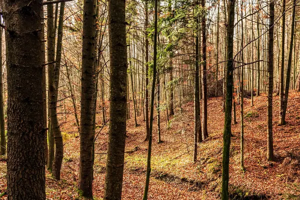 Ağaçlar ve ormanlarla dolu güzel sonbahar manzarası