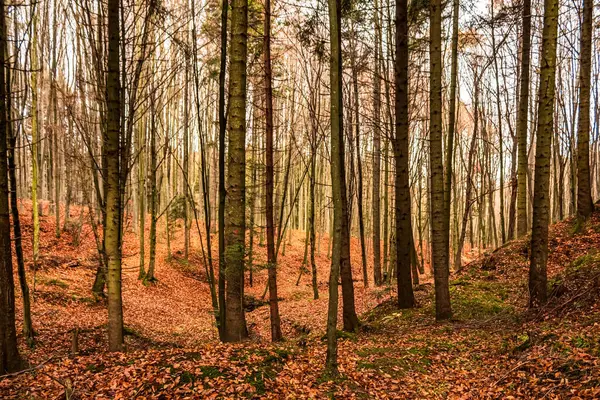 Renkli ağaçlı sonbahar ormanı