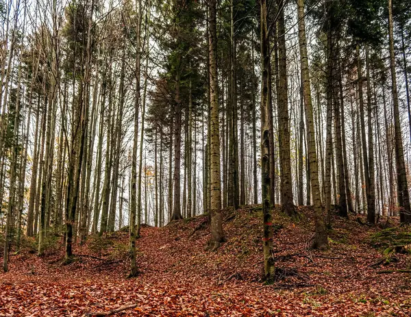 Ağaçlı sonbahar ormanı