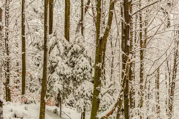 Kış boyunca ağaçlar karla kaplandı.