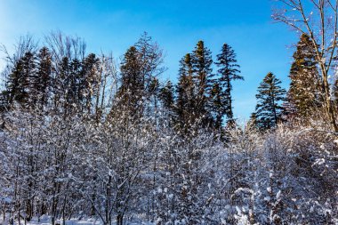 kar kış manzara orman ile kaplı