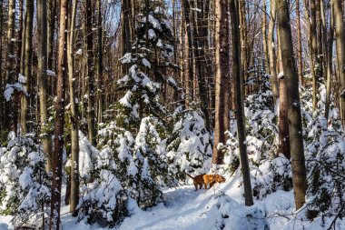 Kış ormanındaki köpek..