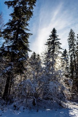 Ağaçlı ve karlı güzel bir manzara.