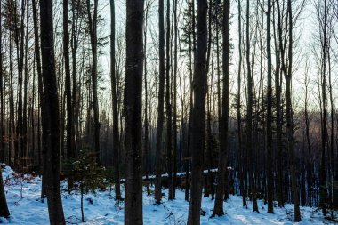Güneşin doğuşunda güzel bir kış ormanı, doğa