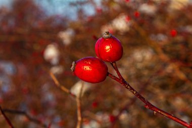 Ağaç dalında kırmızı meyveler. Kapat.