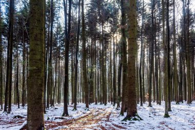 Kış manzarası ile kar ve orman