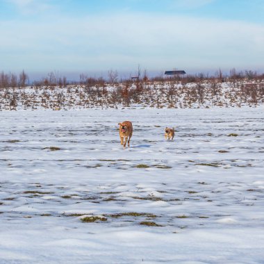 Köpek kış tarlasında oynuyor.