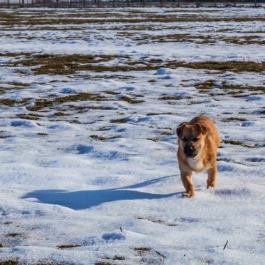 Karda küçük şirin bir köpek