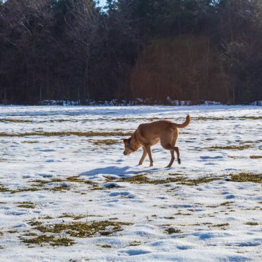 kahverengi köpek içinde belgili tanımlık kar
