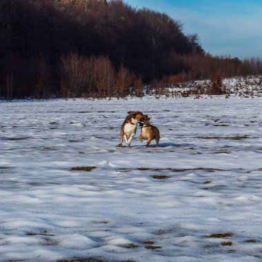 Karlı bir ormanın arka planında karda oynayan köpekler