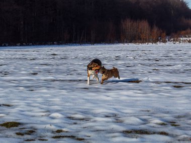 Alman çoban köpek kış