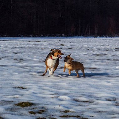 İki köpek kışın oynuyorlar. Köpek cinsi Jack Russell Terrier ve köpekleri..