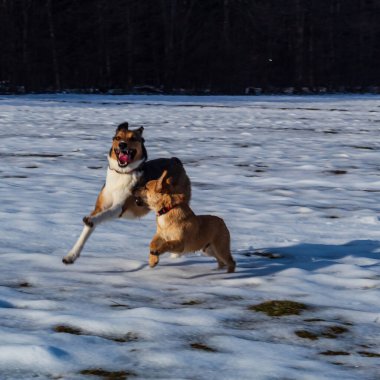 Köpek karda koşuyor.