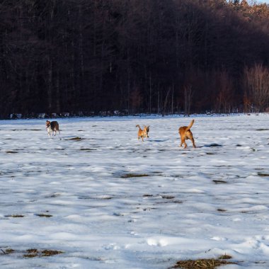 Köpek kış parkında koşuyor.