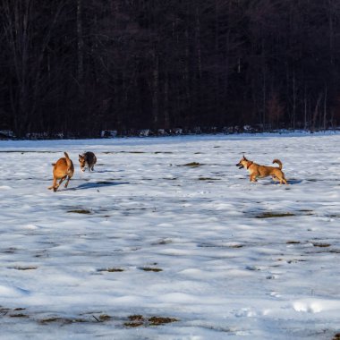 Köpekler tarlada koşuyor.