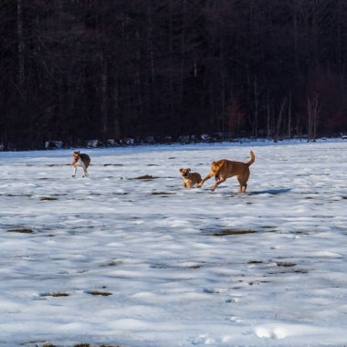 Orman, Karpatlar, Doğa Fotoğrafları - Avrupa, Doğu Avrupa, Romanya 
