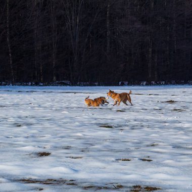 Kış ormanındaki köpek. Evcil hayvan doğası