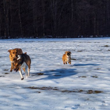 Bir grup köpek ormanda yürüyüşe çıkmış..