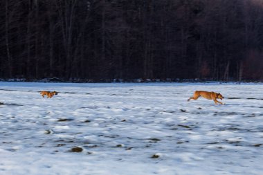 Ormandaki beyaz kurdun güzel bir görüntüsü.