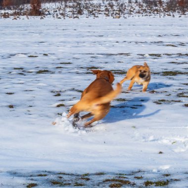 Karda koşan köpek