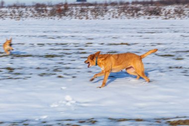 Kışın kardaki köpek. Kışın köpek..