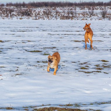 Kışın kardaki köpek. Bir çoban köpeği tarlada yürüyor. Karda hayvan yürüyüşü.