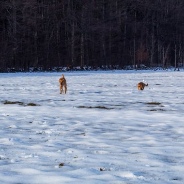 Çayırda karla oynayan iki köpek.