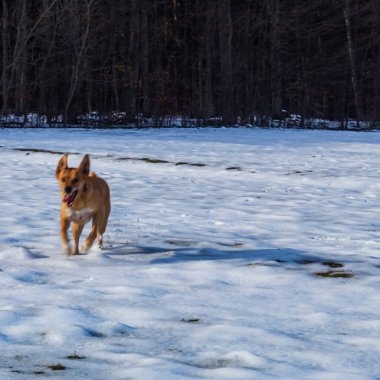 Karda bir köpek. Kışın çobanı. Parkta köpek yürüyüşü