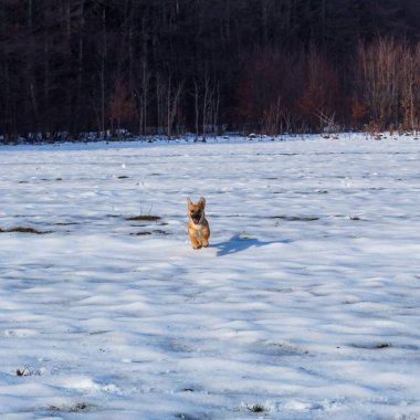 Kış ormanında kahverengi saçlı bir köpek.