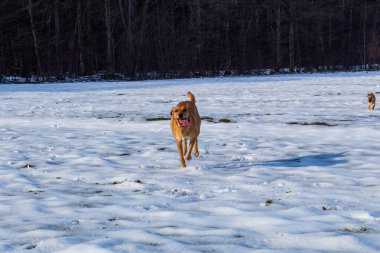 Köpek doğurmak kenar kömür ocağı
