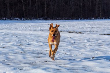 Kışın kar yağan köpek