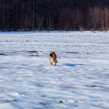 Köpek, karda çoban köpeği yetiştirir.