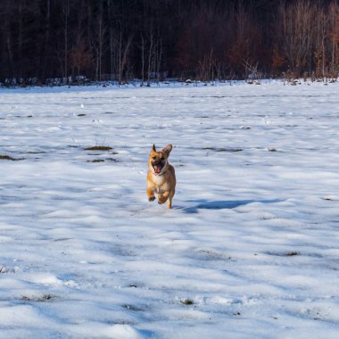 Köpek karda koşuyor.