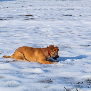Kırmızı köpek parkta karda oynuyor.