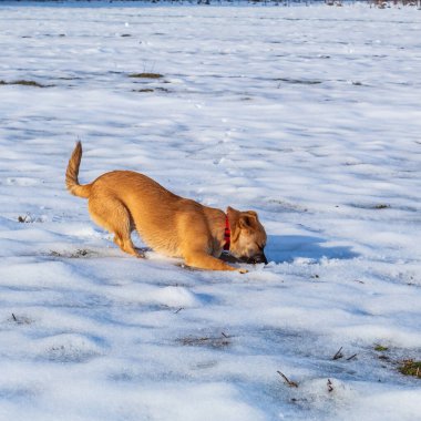 Kırmızı labrador köpeği kışın parkta oynuyor.