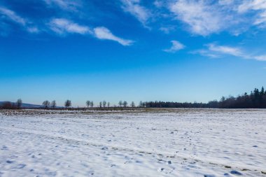 Karlı ağaçlarla kaplı kış manzarası