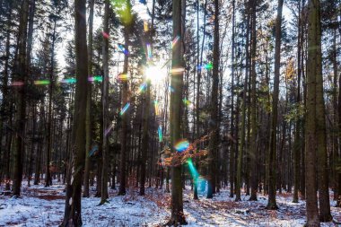Kışın güzel çam ormanı