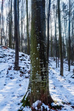 Karla kaplı ağaçlarla kaplı kış manzarası