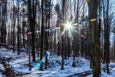 Kış karı - güneş ışınlarındaki ağaçlar ladin ormanlarının dallarında parlıyor.