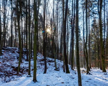 Karlı ormanın güzel kış manzarası Ağaçlar ve karla kaplı yollar