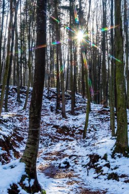 Karlı ve ağaçlı güzel bir manzara.