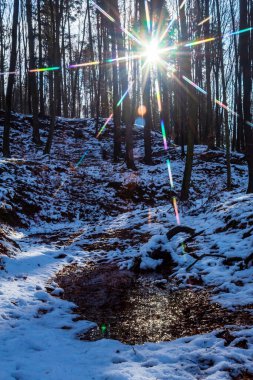 Kışın karla kaplı ağaçlar