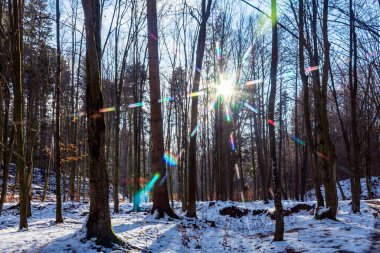 Karla kaplı ağaçlarla kaplı kış ormanı