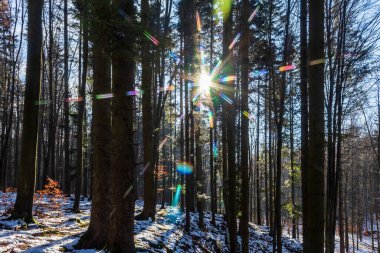 güneşli güzel kış orman