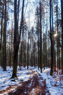 Kış orman manzarası. Uzun ağaçlar ve kar örtüsü. Ocak ayının dondurucu soğuk günü parkta.